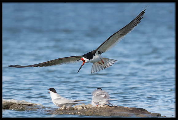 Black Skimmer harassing Terns at nest