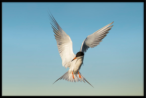 Forster's Tern