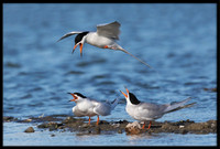 Forster's Terns Territory Dispute