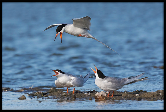 Forster's Terns Territory Dispute