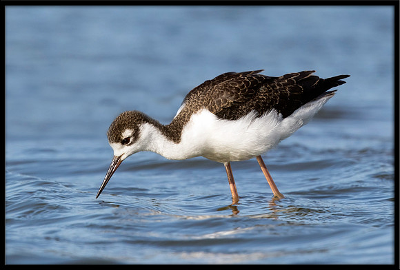 Black-necked Stilt (Juvenile)