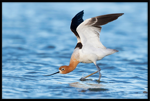 Avocet
