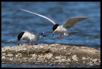 Forster's Terns At Their Former Nest