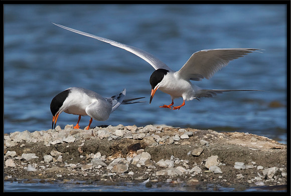 Forster's Terns At Their Former Nest