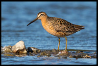 Dowitcher