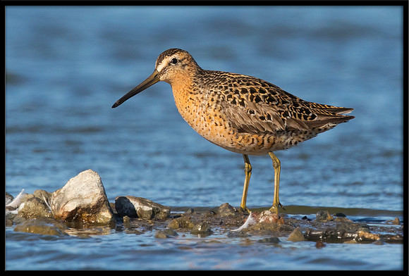 Dowitcher