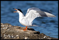 Forster's Tern