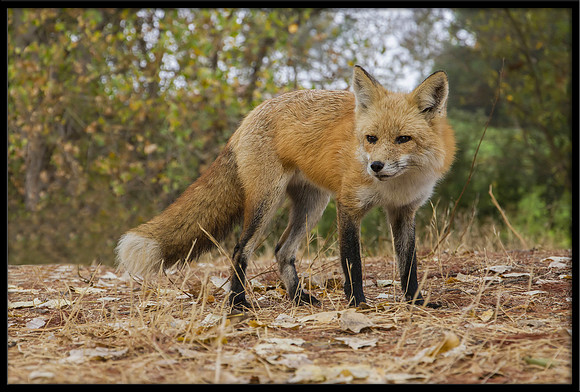Red Fox
