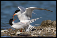 Forster's Terns Mating