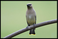 Cedar Waxwing