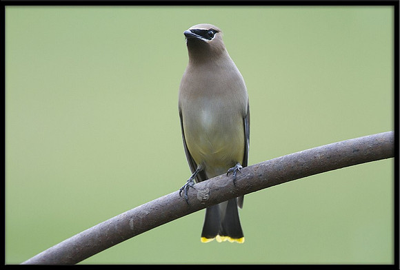 Cedar Waxwing