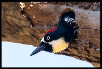 Acorn Woodpecker