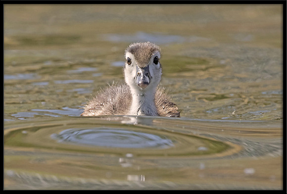 Wood Duckling