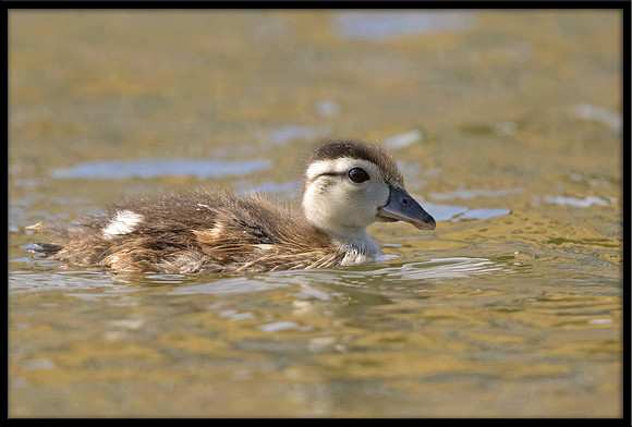 Wood Duckling