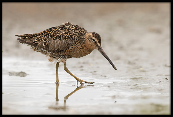 Dowitcher