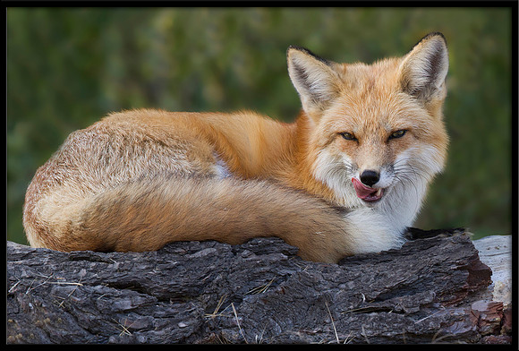Red Fox