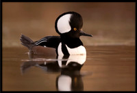Hooded Merganser