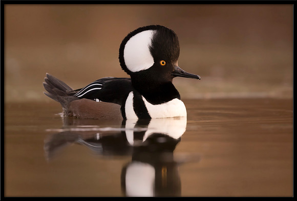 Hooded Merganser