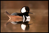 Hooded Merganser