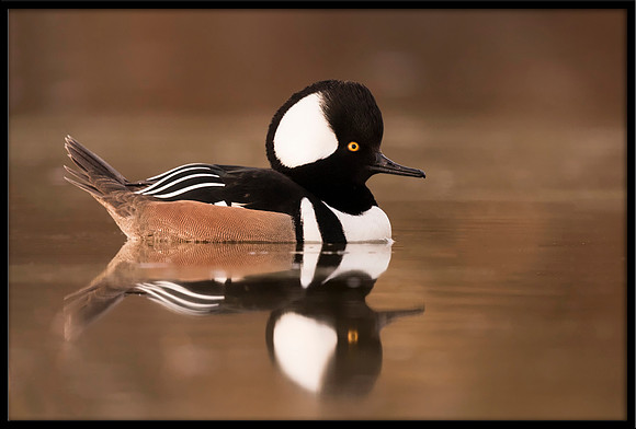 Hooded Merganser