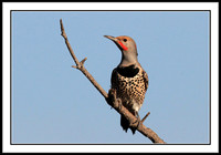 Northern Flicker
