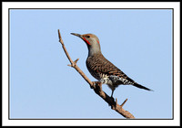 Northern Flicker