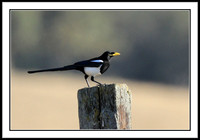 Magpies