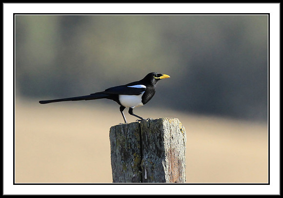 Yellow-billed Magpie