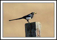 Yellow-billed Magpie