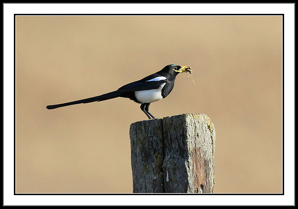 Yellow-billed Magpie