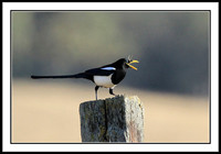 Yellow-billed Magpie