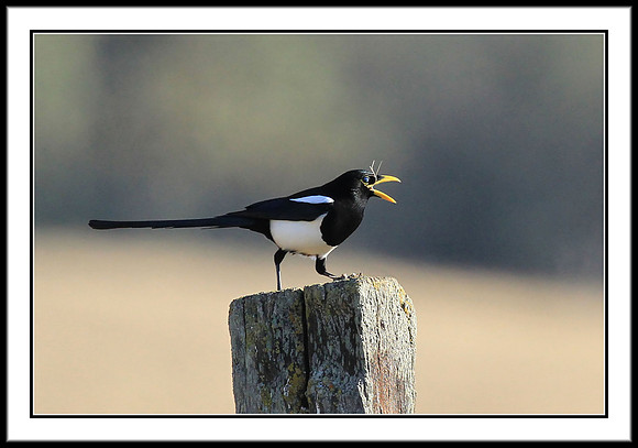 Yellow-billed Magpie