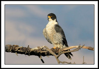 Peregrine Falcon
