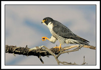 Peregrine Falcon