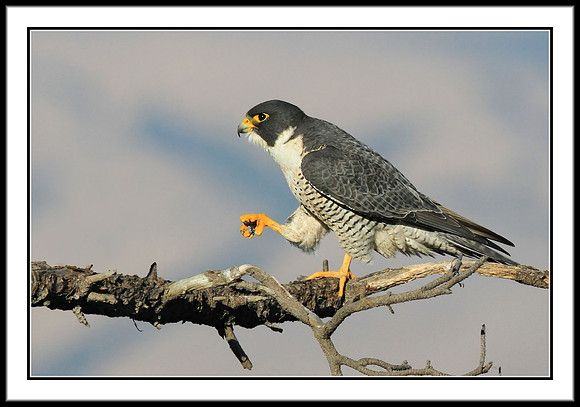 Peregrine Falcon