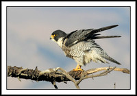 Peregrine Falcon