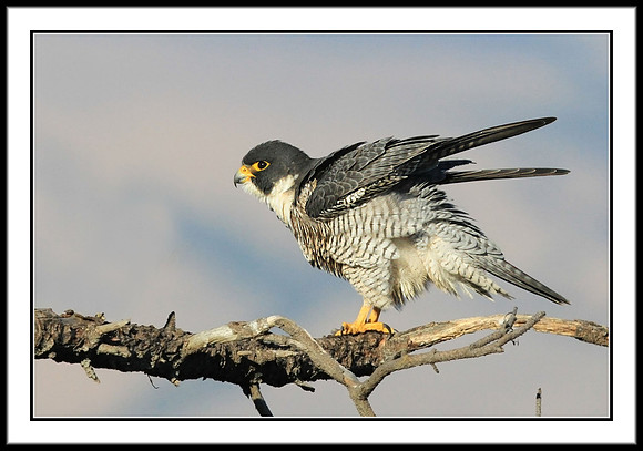 Peregrine Falcon