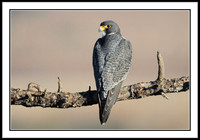 Peregrine Falcon