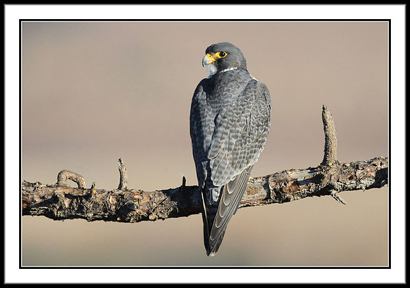 Peregrine Falcon