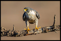Falcons