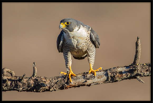 Peregrine Falcon