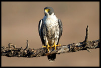 Peregrine Falcon