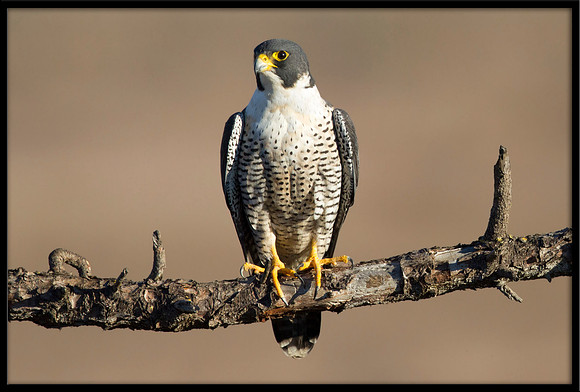 Peregrine Falcon