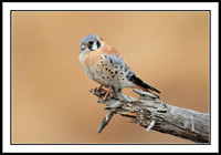 Kestrel