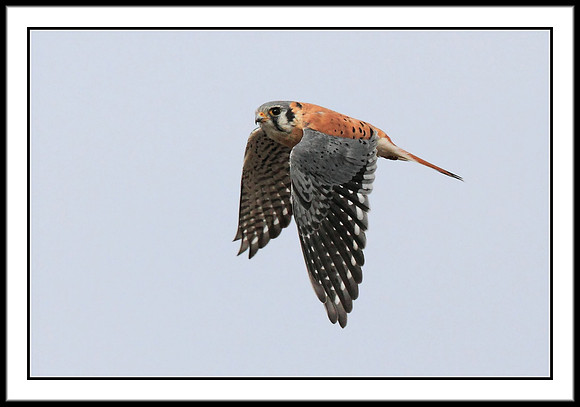 Kestrel