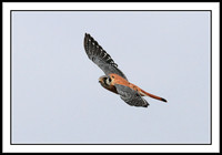 Kestrel