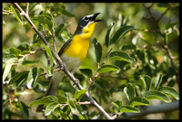 Yellow-breasted Chat