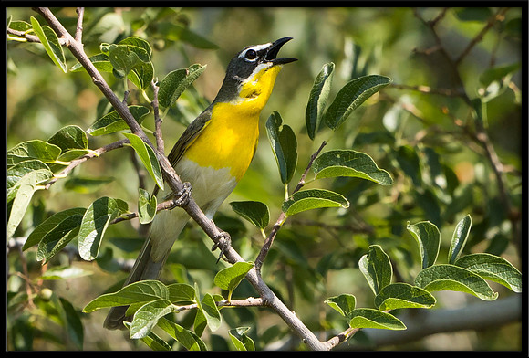 Yellow-breasted Chat