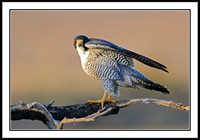 Peregrine Falcon
