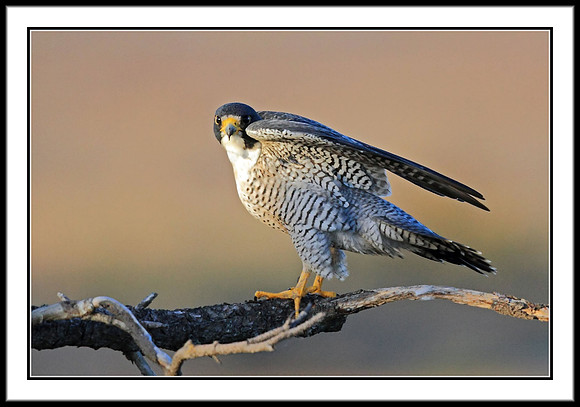 Peregrine Falcon